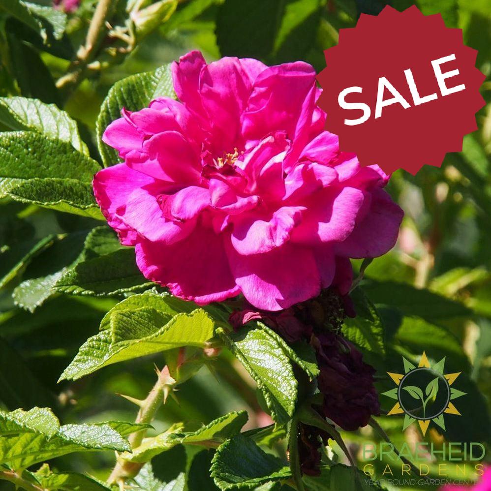 Purple Pavement Rose