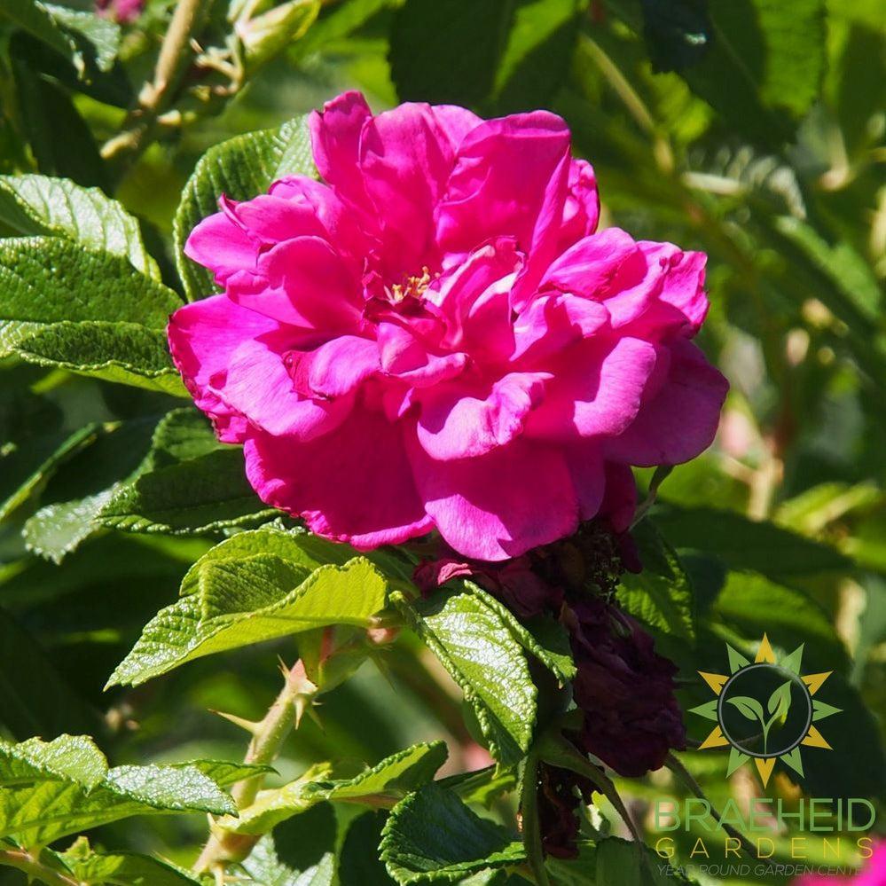 Purple Pavement Rose