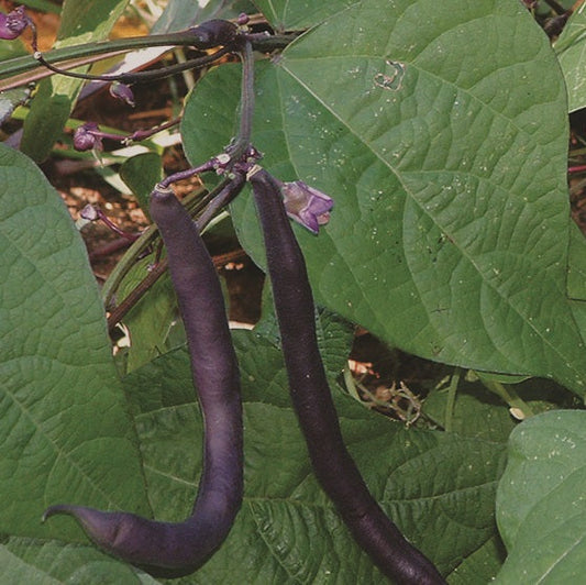 Purple Peacock Pole Bean