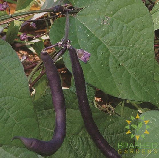 Purple Peacock Pole Bean