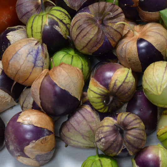 Purple Tomatillo
