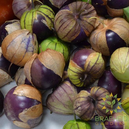 Purple Tomatillo