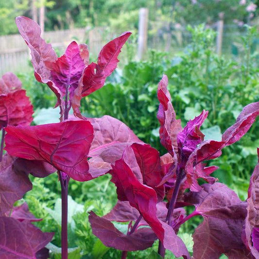 Purple Orach