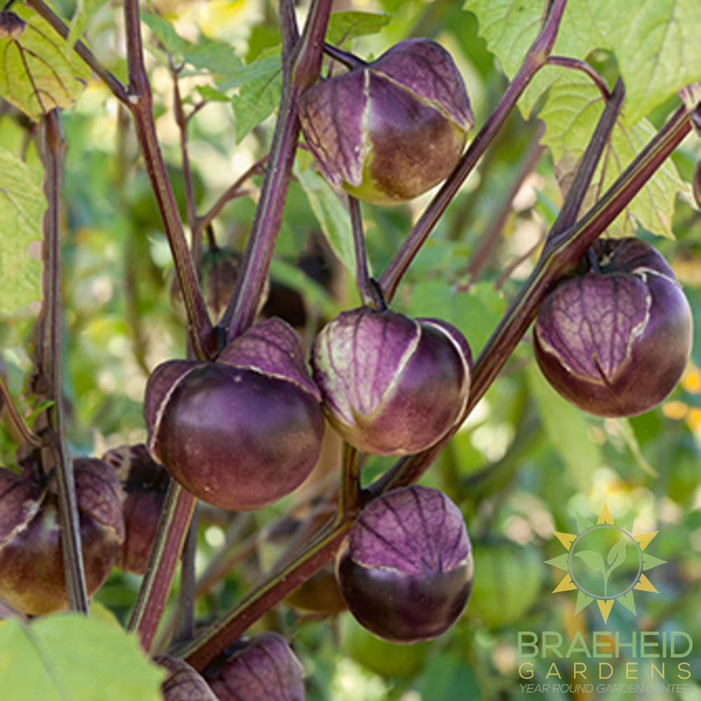 Purple Tomatillo