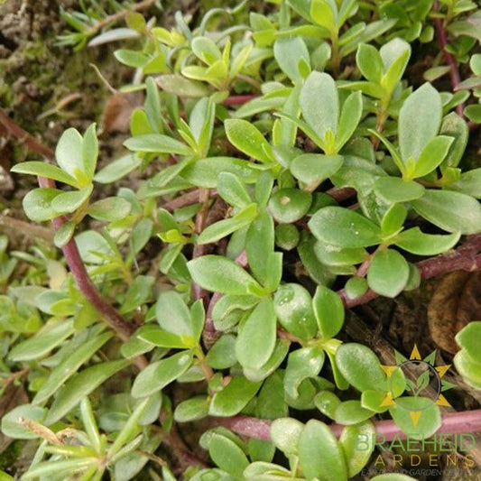 Purslane