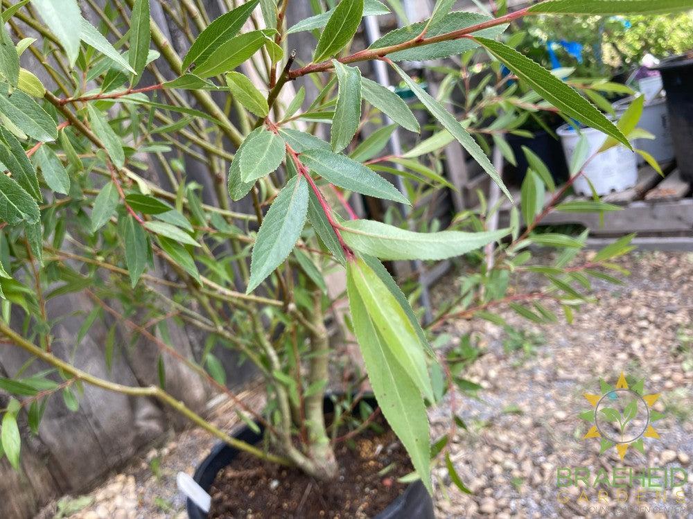 Pussy Willow