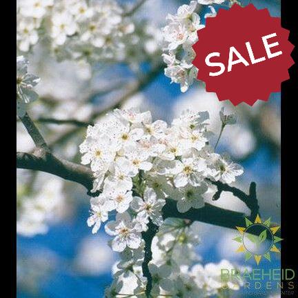 Ussurian Pear