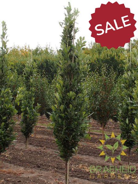 Kindred Spirit® Oak- Tree for sale, Grown in Grande Prairie -Braeheid Gardens Ltd. on Emerson Trail