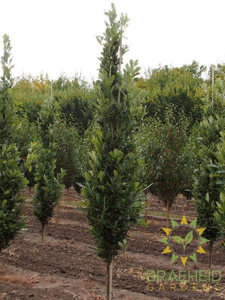 Kindred Spirit® Oak- Tree for sale, Grown in Grande Prairie -Braeheid Gardens Ltd. on Emerson Trail