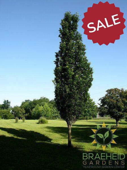 Regal Prince® Oak- Tree for sale, Grown in Grande Prairie -Braeheid Gardens Ltd. on Emerson Trail