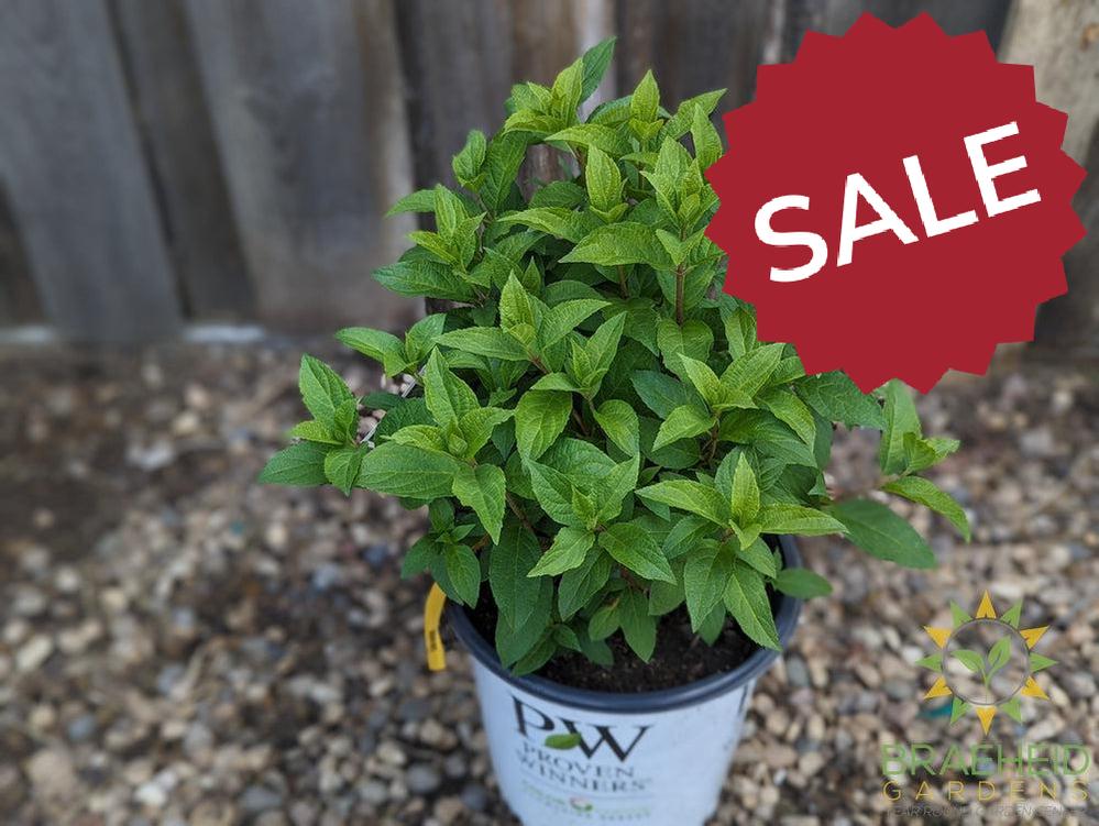 Quick Fire Fab® Hydrangea