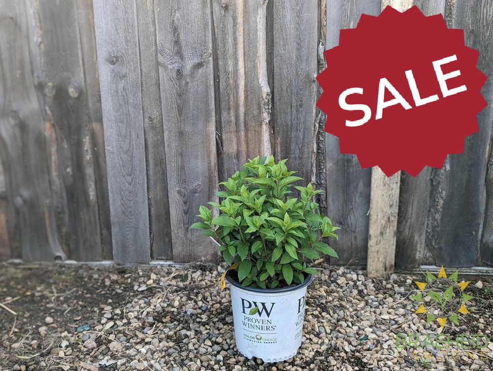 Quick Fire Fab® Hydrangea