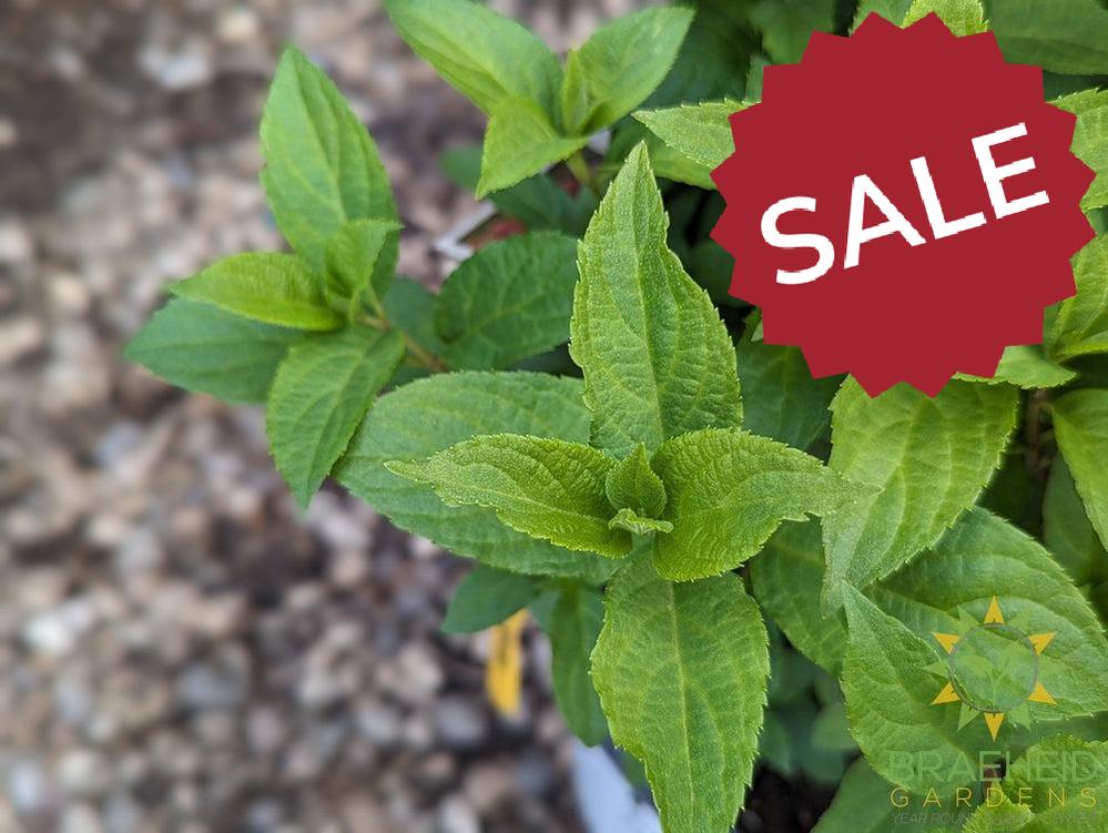 Quick Fire Fab® Hydrangea