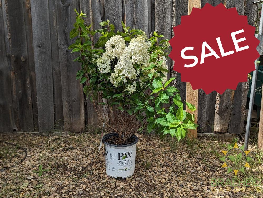 Quick Fire Fab® Hydrangea