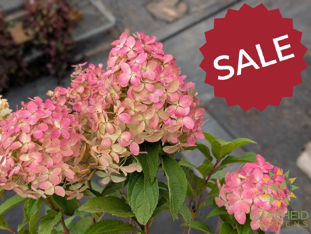 Quick Fire Fab® Hydrangea