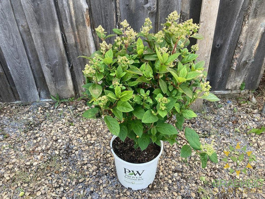 Quick Fire® Hydrangea