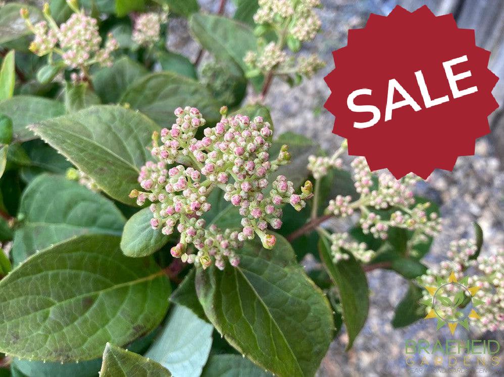 Quick Fire® Hydrangea