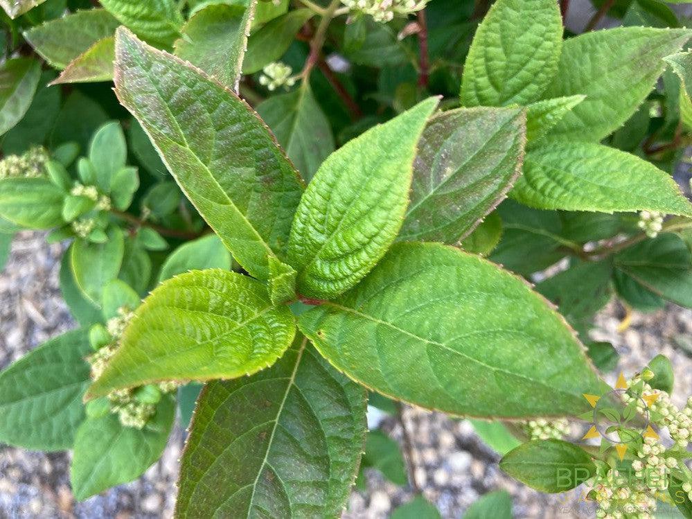 Quick Fire® Hydrangea