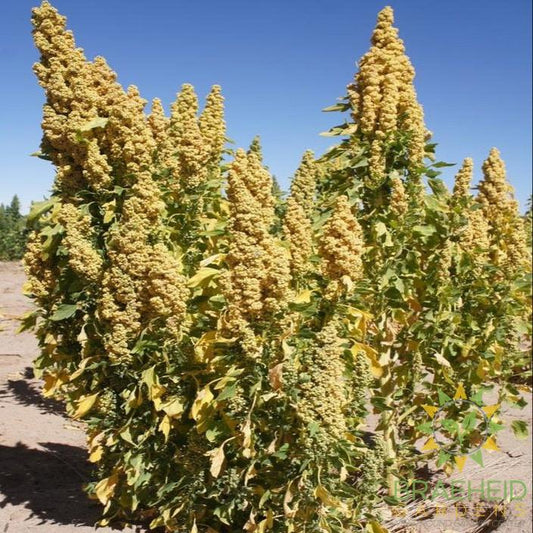 Quinoa