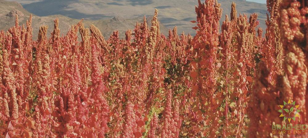Quinoa