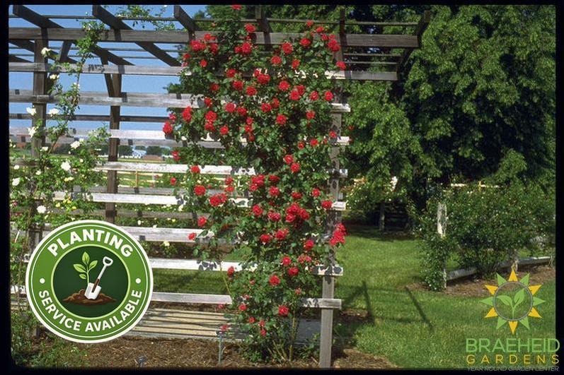 Ramblin' Red Rose