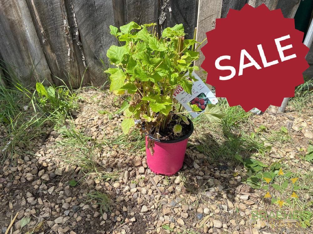 Buy Raspberry Nova an Edible Shrub in Grande Prairie Alberta - Braeheid Gardens Ltd.