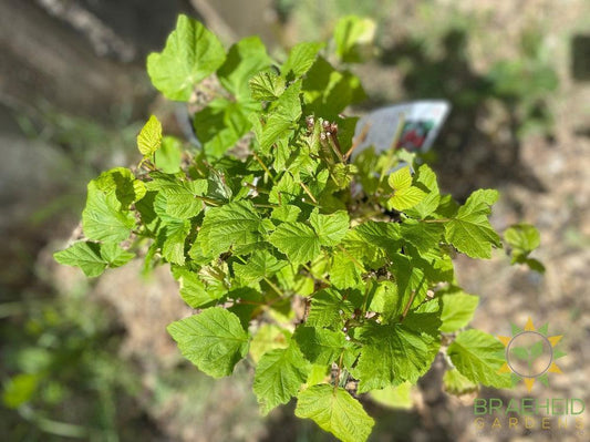Buy Raspberry Nova an Edible Shrub in Grande Prairie Alberta - Braeheid Gardens Ltd.