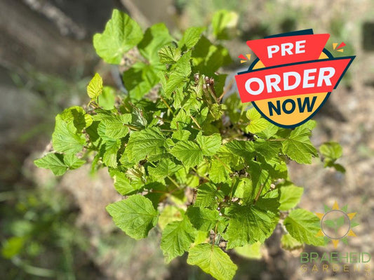 Buy Raspberry Nova an Edible Shrub in Grande Prairie Alberta - Braeheid Gardens Ltd.