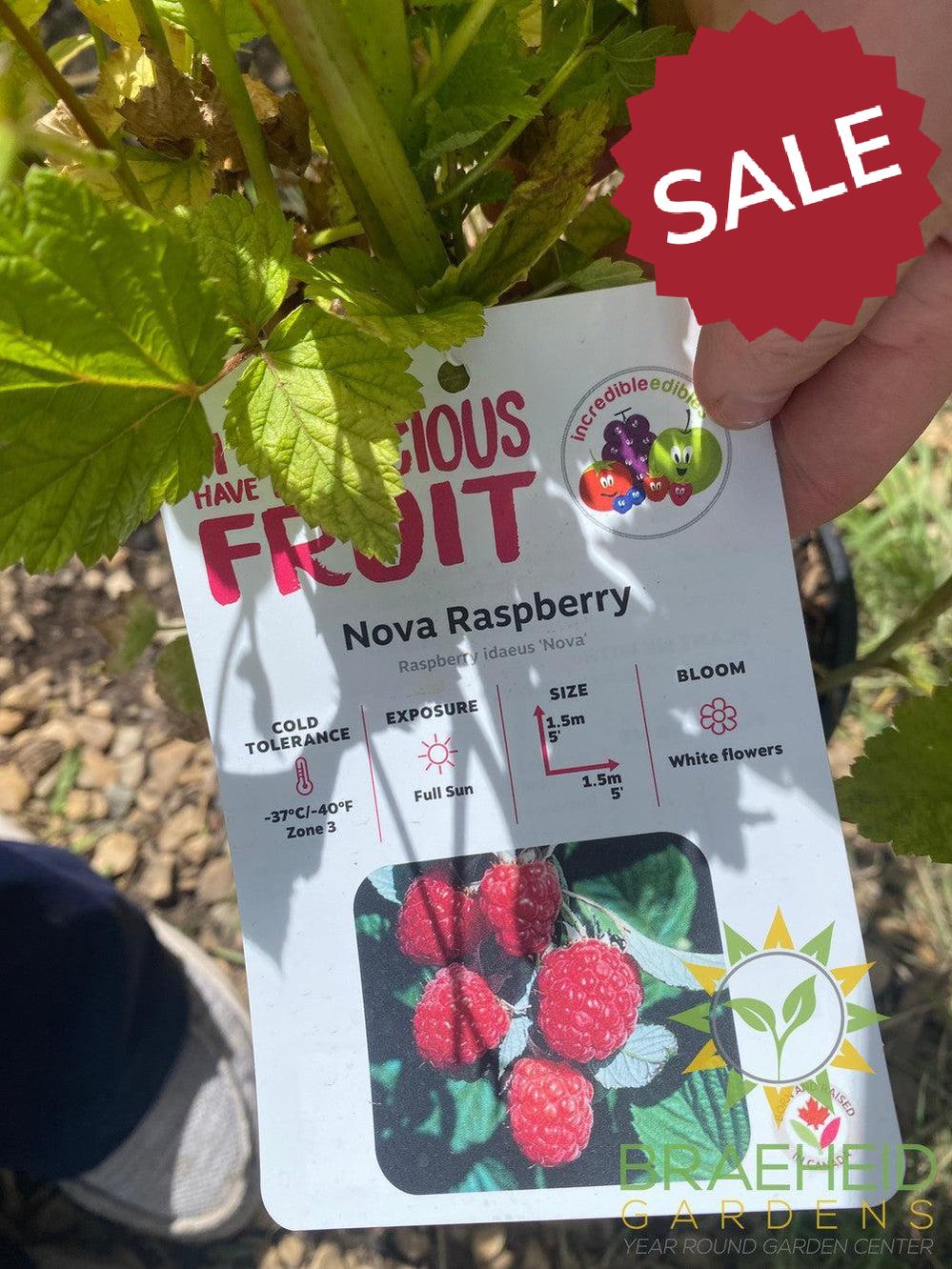 Buy Raspberry Nova an Edible Shrub in Grande Prairie Alberta - Braeheid Gardens Ltd.