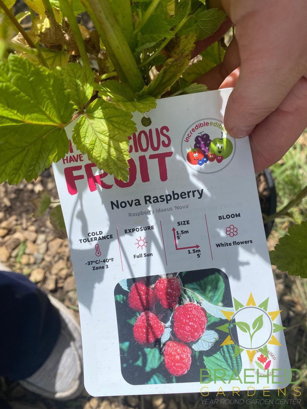 Buy Raspberry Nova an Edible Shrub in Grande Prairie Alberta - Braeheid Gardens Ltd.