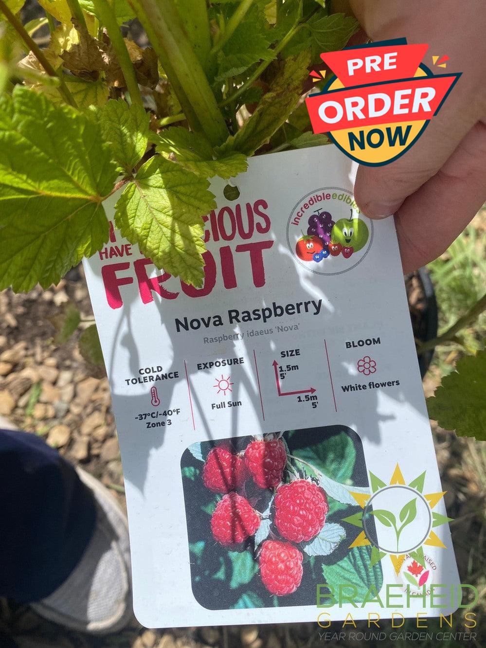 Buy Raspberry Nova an Edible Shrub in Grande Prairie Alberta - Braeheid Gardens Ltd.