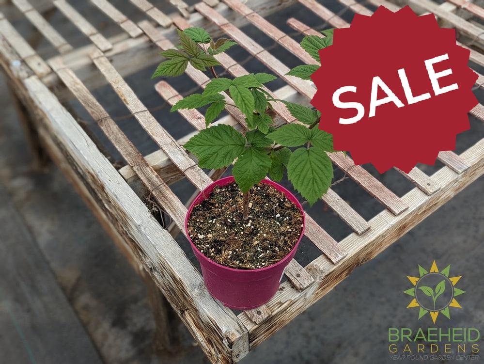 Buy Raspberry Red Mammoth an Edible Shrub in Grande Prairie Alberta - Braeheid Gardens Ltd.