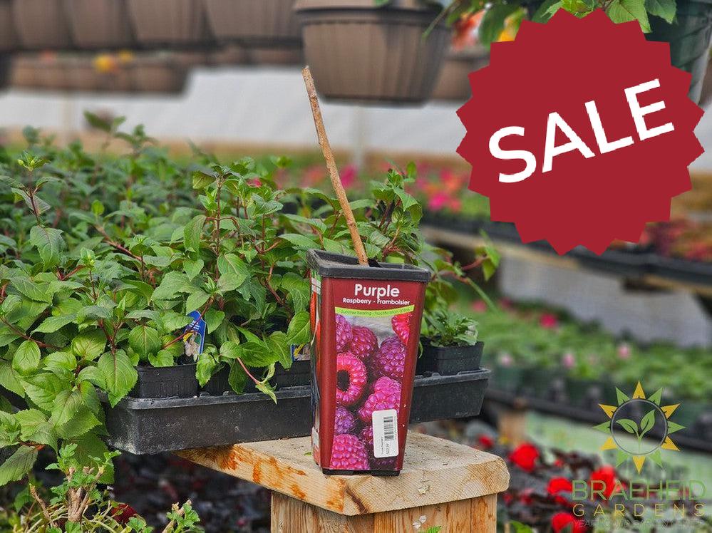 Buy Raspberry Summer Bearing-Purple an Edible Shrub in Grande Prairie Alberta - Braeheid Gardens Ltd.