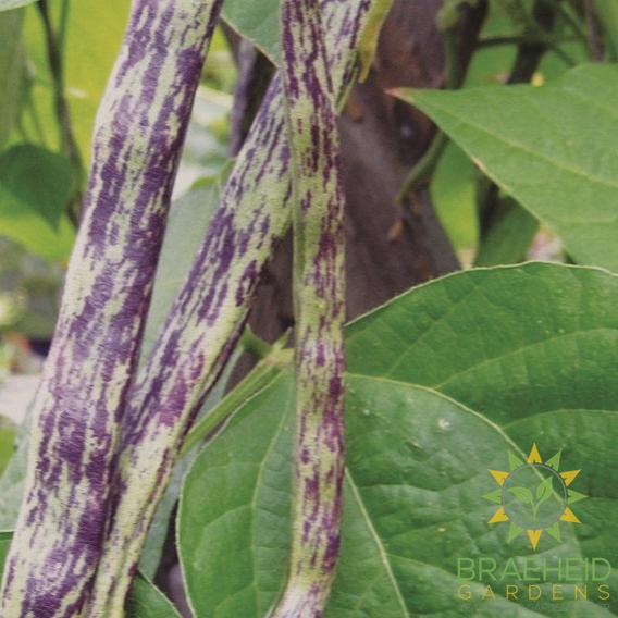 Rattlesnake Pole Bean