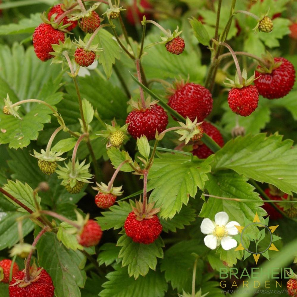 Woodland Strawberry (Red Alpine)