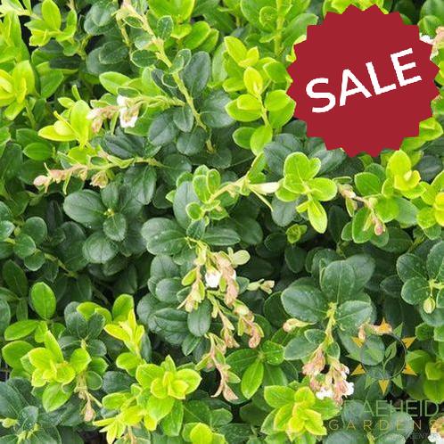 Buy Red Candy Lingonberry an Edible Shrub in Grande Prairie Alberta - Braeheid Gardens Ltd.