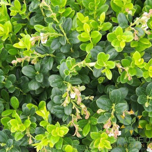 Buy Red Candy Lingonberry an Edible Shrub in Grande Prairie Alberta - Braeheid Gardens Ltd.