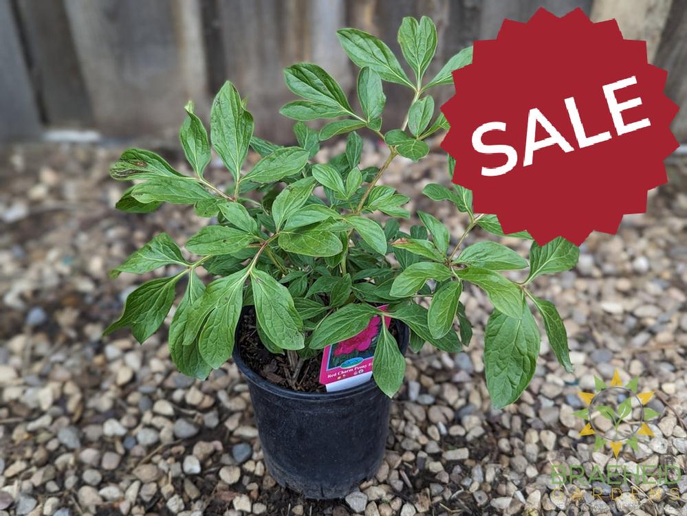 Red Charm Peony - NO SHIP -