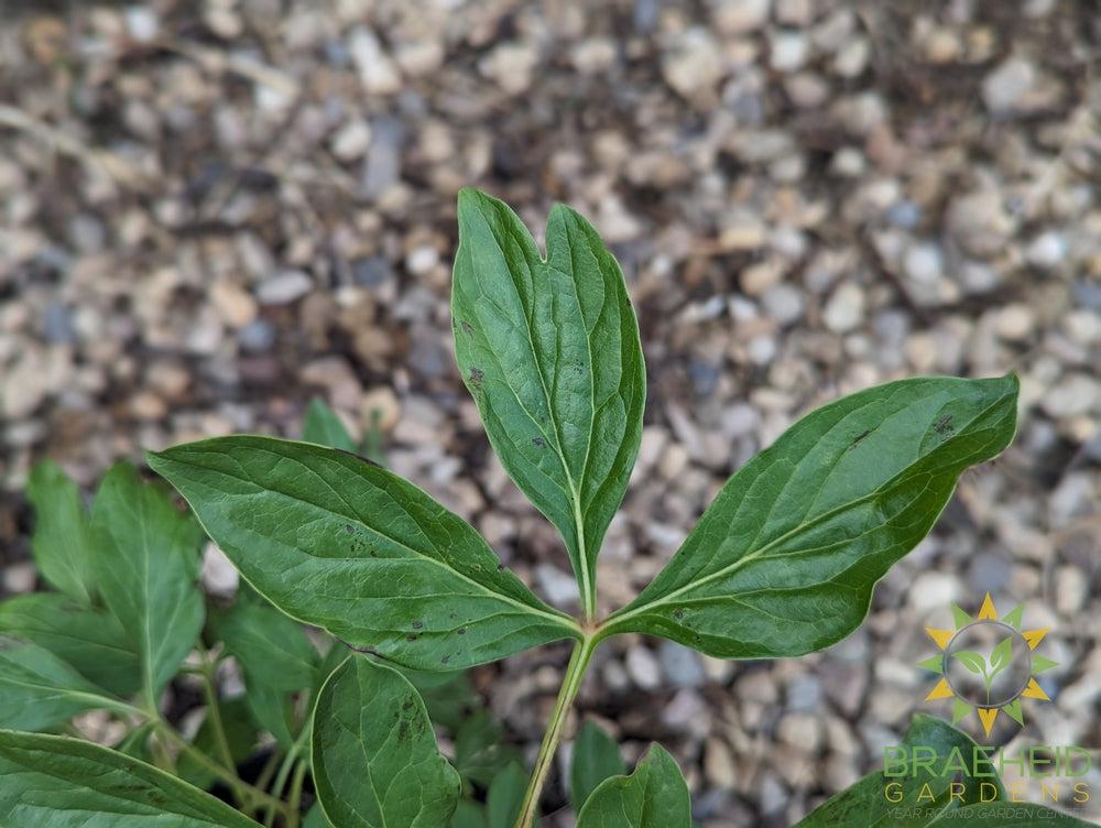 Red Charm Peony - NO SHIP -