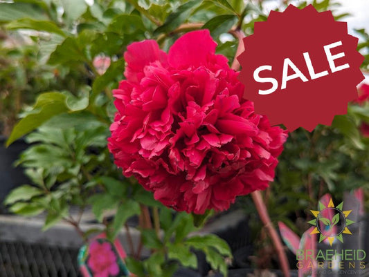 Red Charm Peony - NO SHIP -