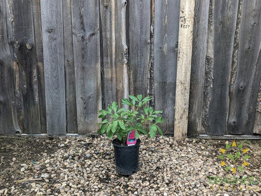 Red Charm Peony - NO SHIP -