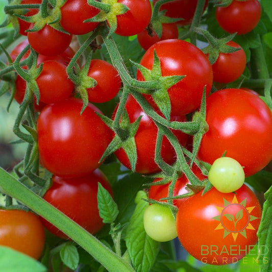 Red Cherry Tomato