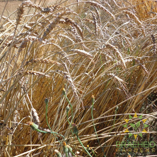 Red Fife Wheat