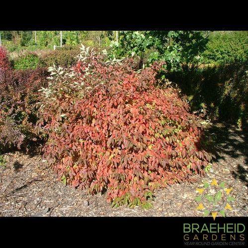 Red Gnome™ Dogwood