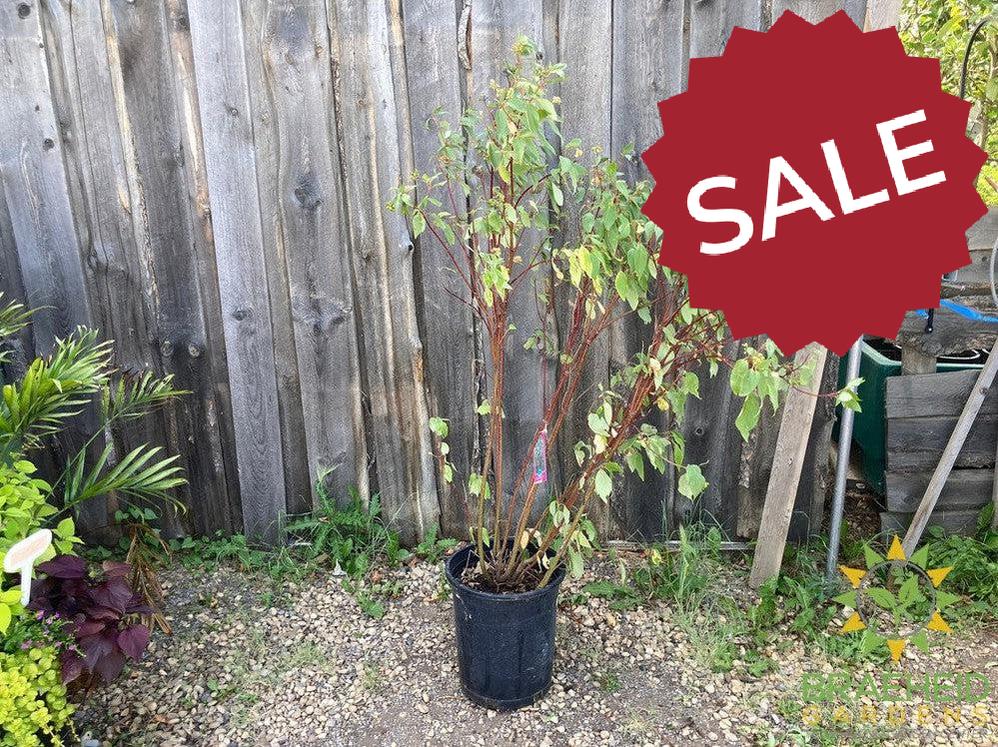 Red Osier Dogwood