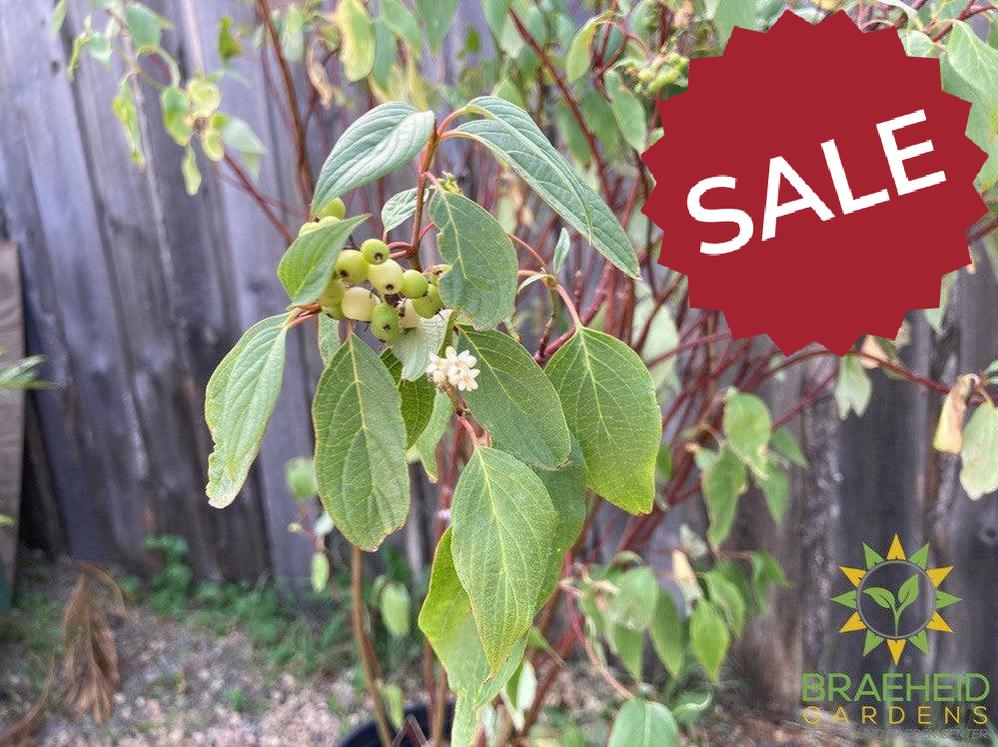 Red Osier Dogwood