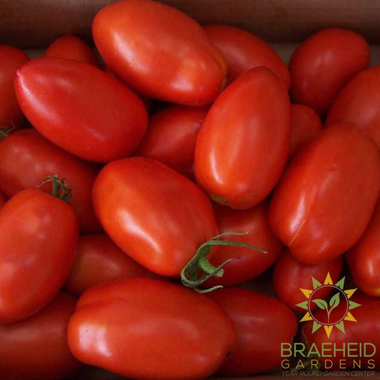 Red Plum Tomato