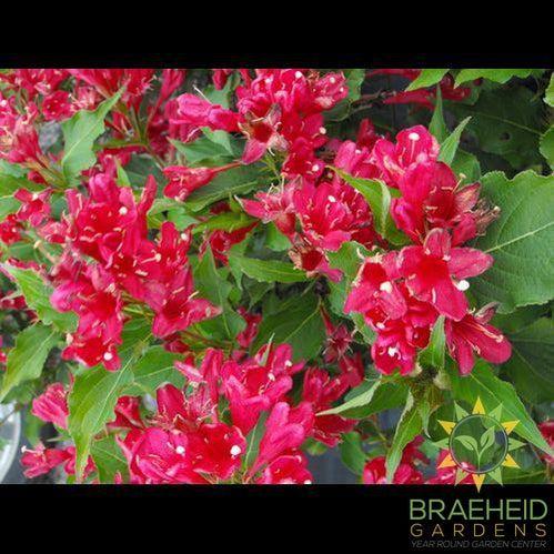 Red Prince Weigela