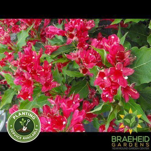 Red Prince Weigela