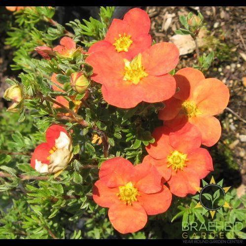 Red Robin Potentilla